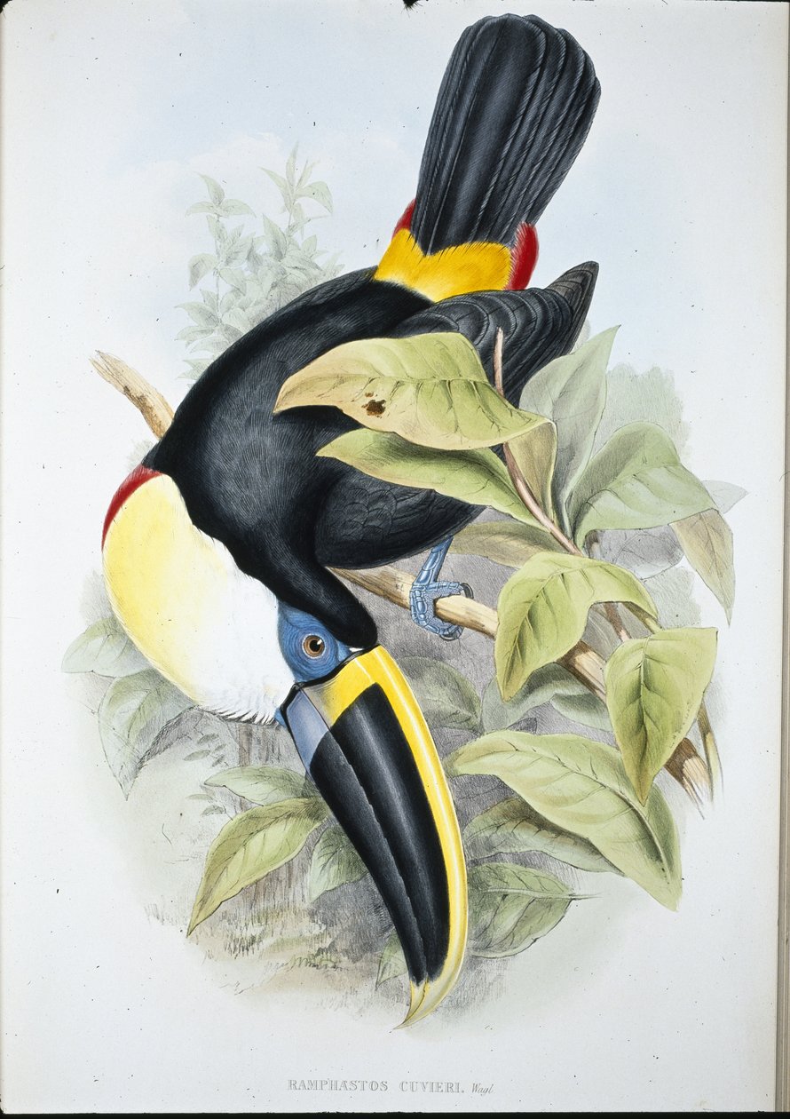 Cuvier