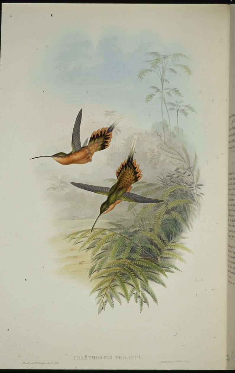 الناسك دي فيليبي (Phaethornis Philippi) (ليثو ملون يدويًا) بواسطة جون (بعد) جولد