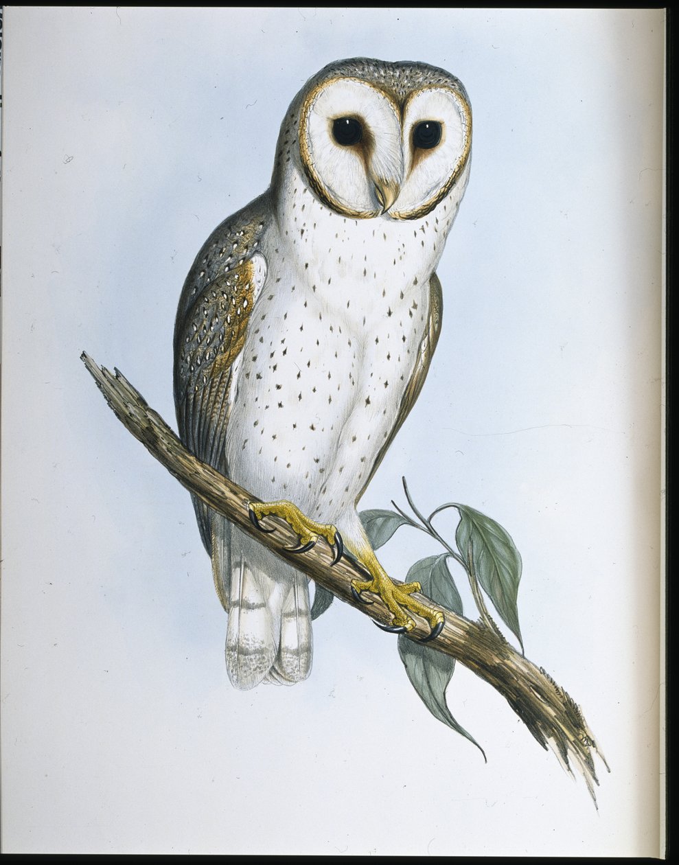 Delicate Owl (Strix Delicatulis) (hand-coloured litho) بواسطة جون (بعد) جولد