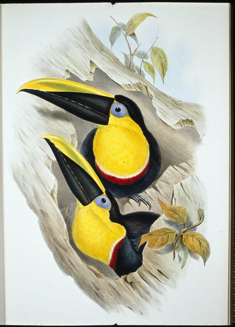 Doubtful Toucan (Ramphastos Ambiguus) (hand-coloured litho) بواسطة جون (بعد) جولد