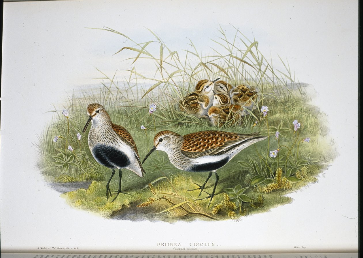 Dunlin (Pelidna Cinclus) (hand-coloured litho) بواسطة جون (بعد) جولد