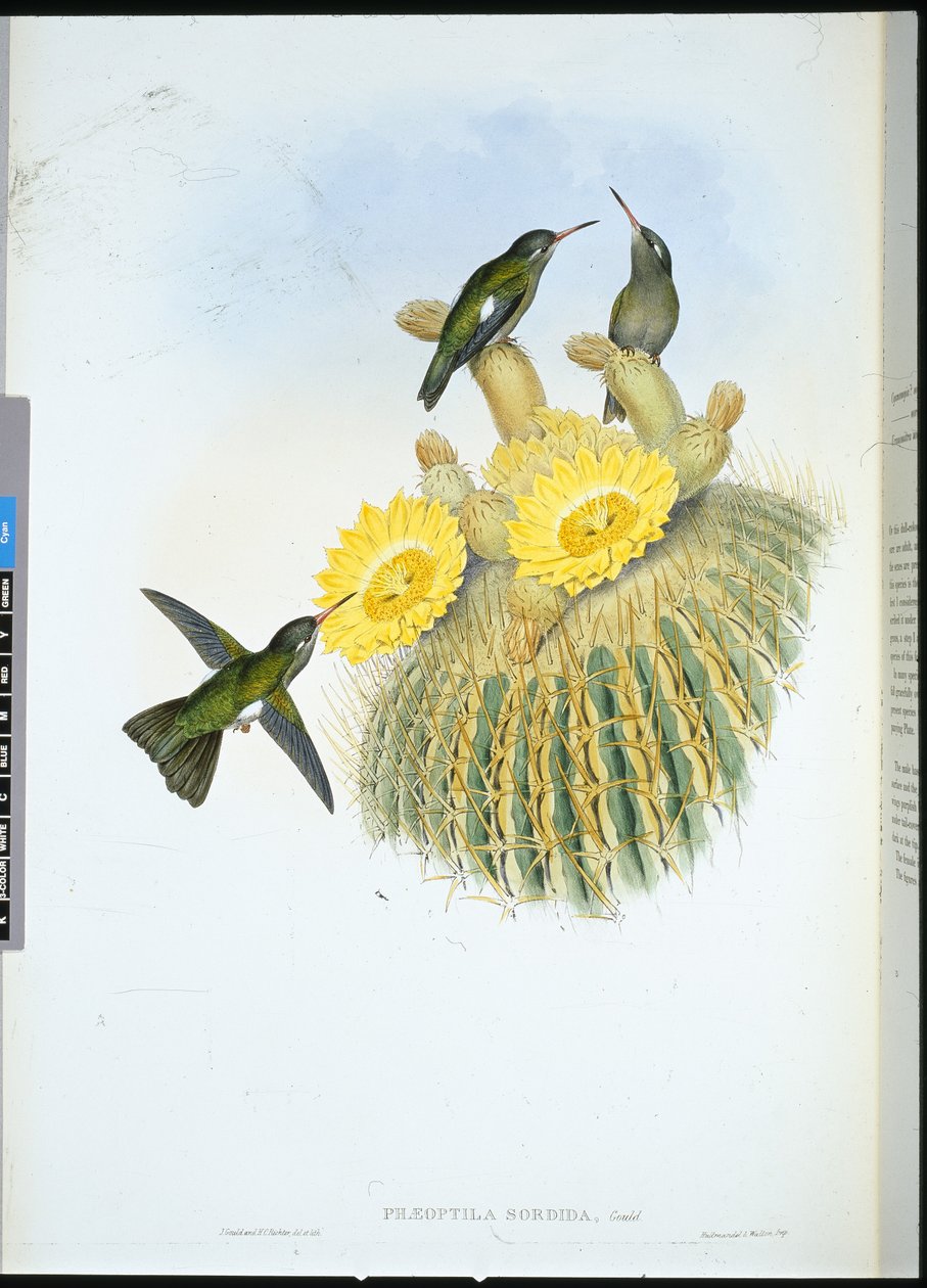 Dusky Humming Bird (Phaeoptila Sordida) (hand-coloured litho) بواسطة جون (بعد) جولد