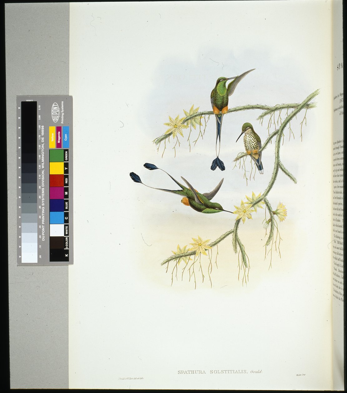 Ecuador Racket-tail (spathura solstitialis) (hand-coloured litho) بواسطة جون (بعد) جولد