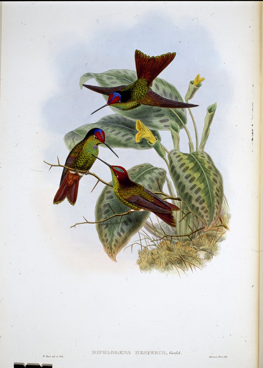 Ecuadorean Rainbow (Diphlogaena Hesperus) (hand-coloured litho) بواسطة جون (بعد) جولد