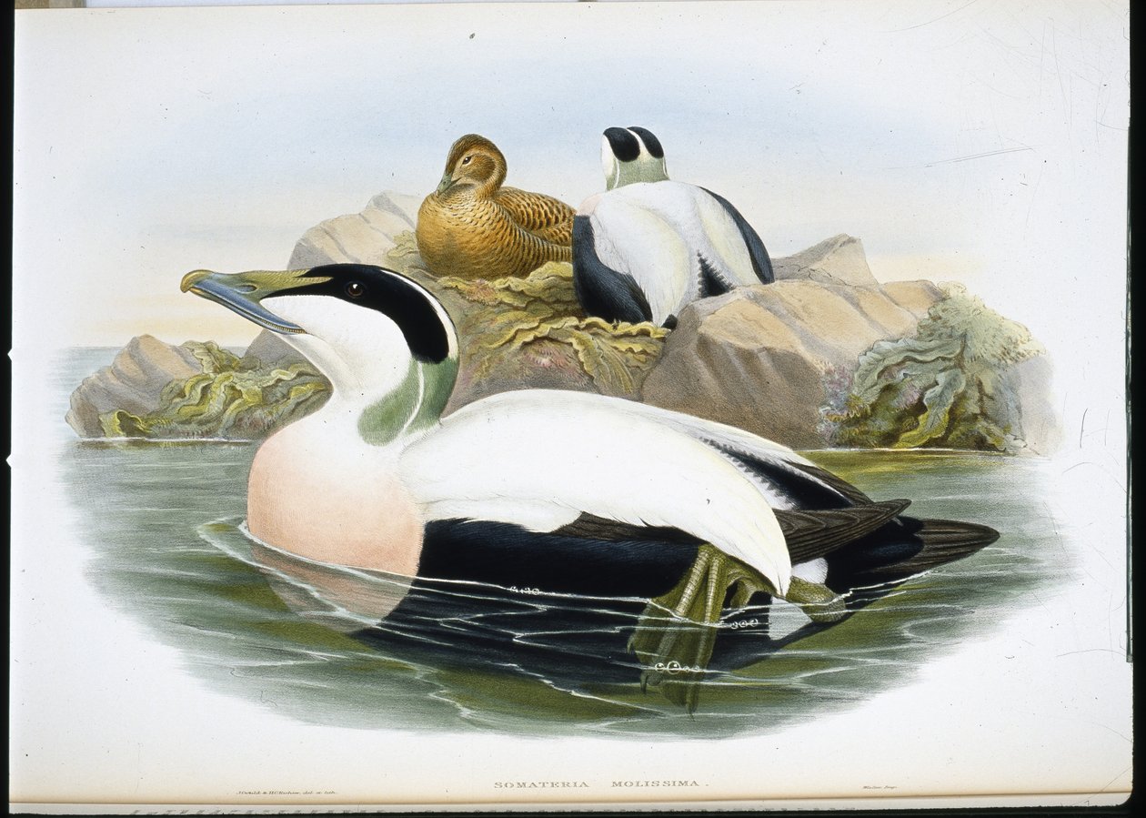 Eider Duck (Somateria Mollissima) (hand-coloured litho) بواسطة جون (بعد) جولد