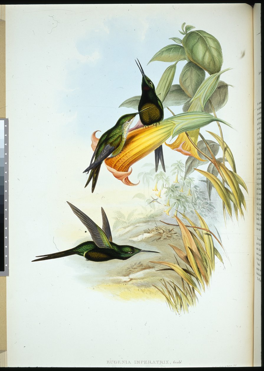 الإمبراطورة Humming-Bird (Eugenia Imperatrix) (ليثو ملون يدويًا) بواسطة جون (بعد) جولد
