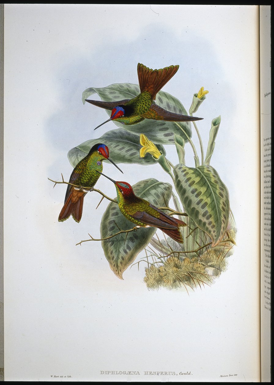 Equadorean Rainbow (Diphlogaena Hesperus) (hand-coloured litho) بواسطة جون (بعد) جولد