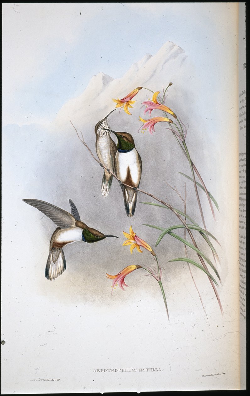 طائر طائر إستيلا ذو نجوم التل (Oreotrochilus Estella) (ليثو ملون يدويًا) بواسطة جون (بعد) جولد