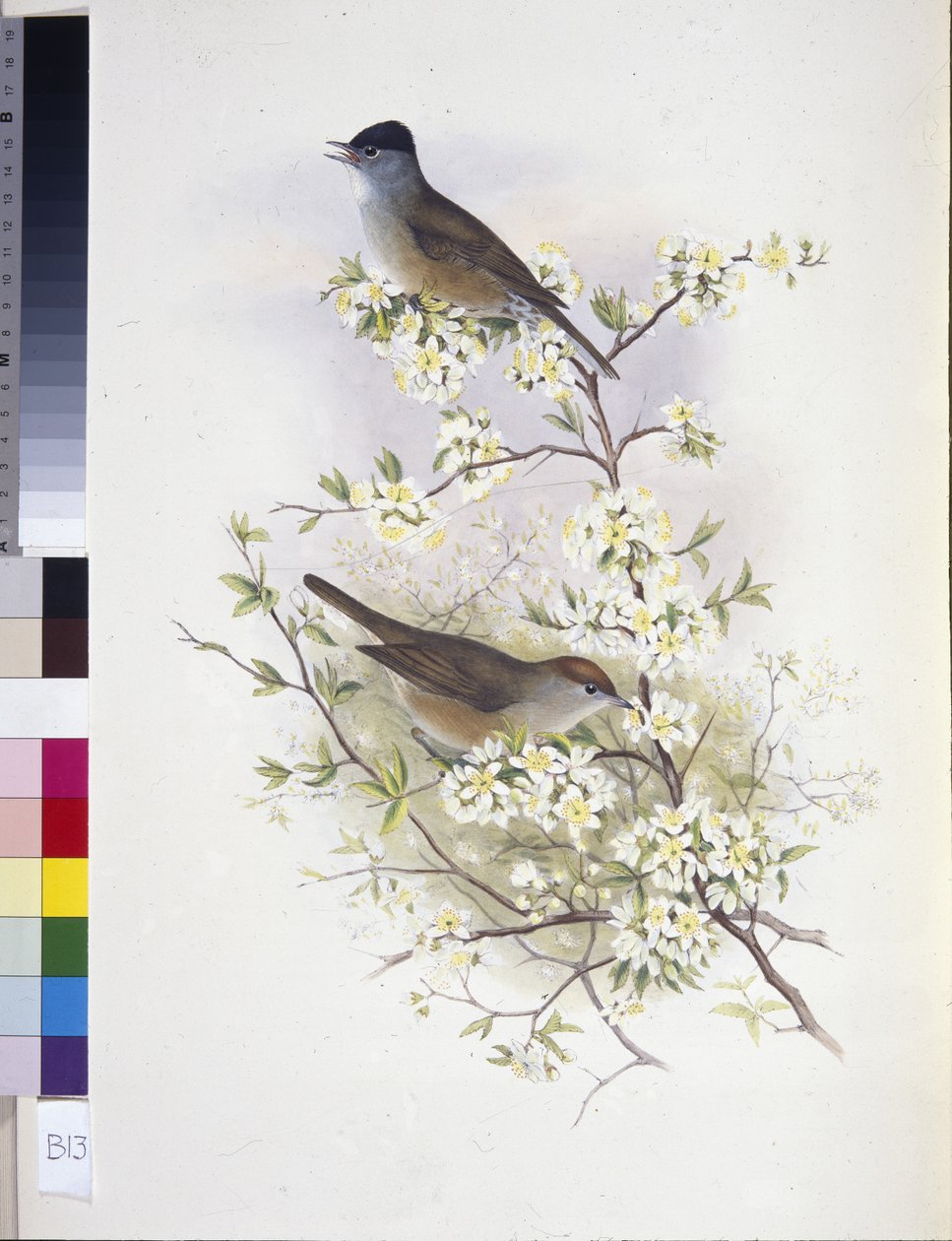 Eurasian Blackcap (Sylvia atricapilla) (hand-coloured litho) بواسطة جون (بعد) جولد