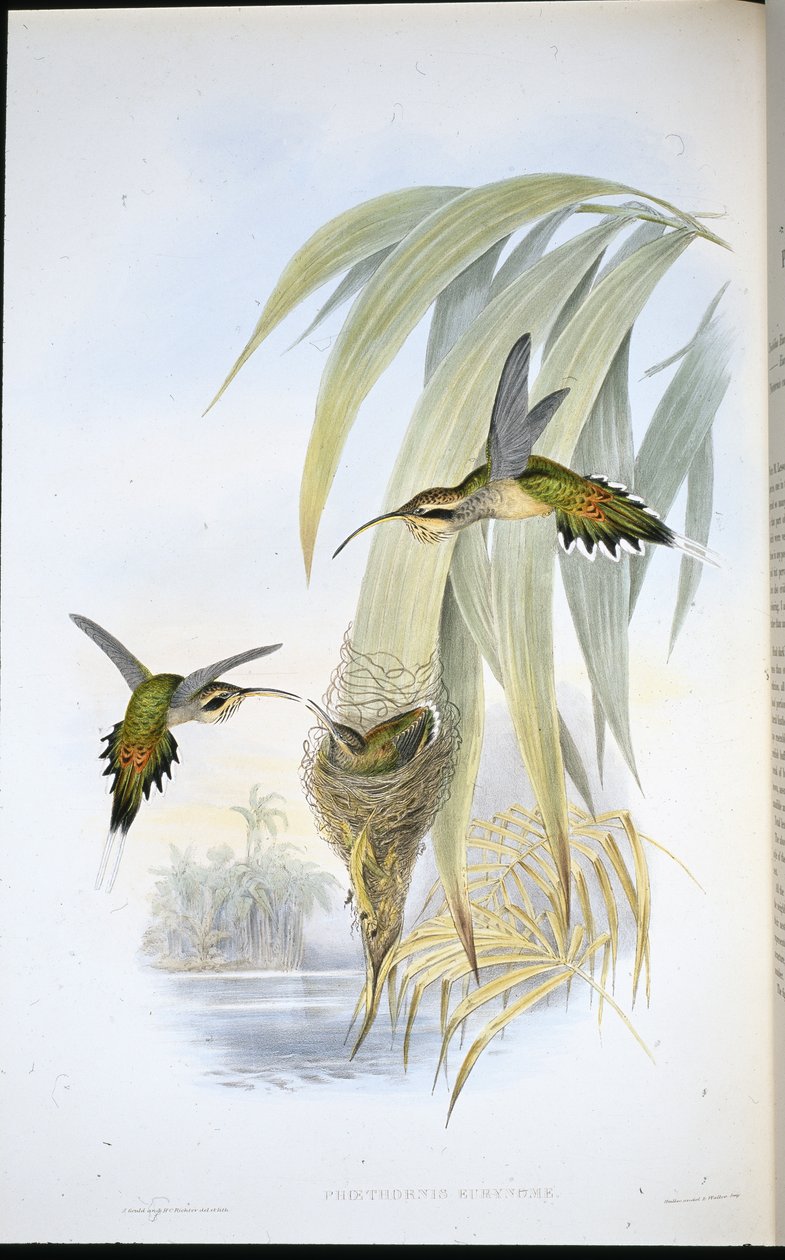 Eurynome Hermit (Phaethornis Eurynome) (hand-coloured litho) بواسطة جون (بعد) جولد