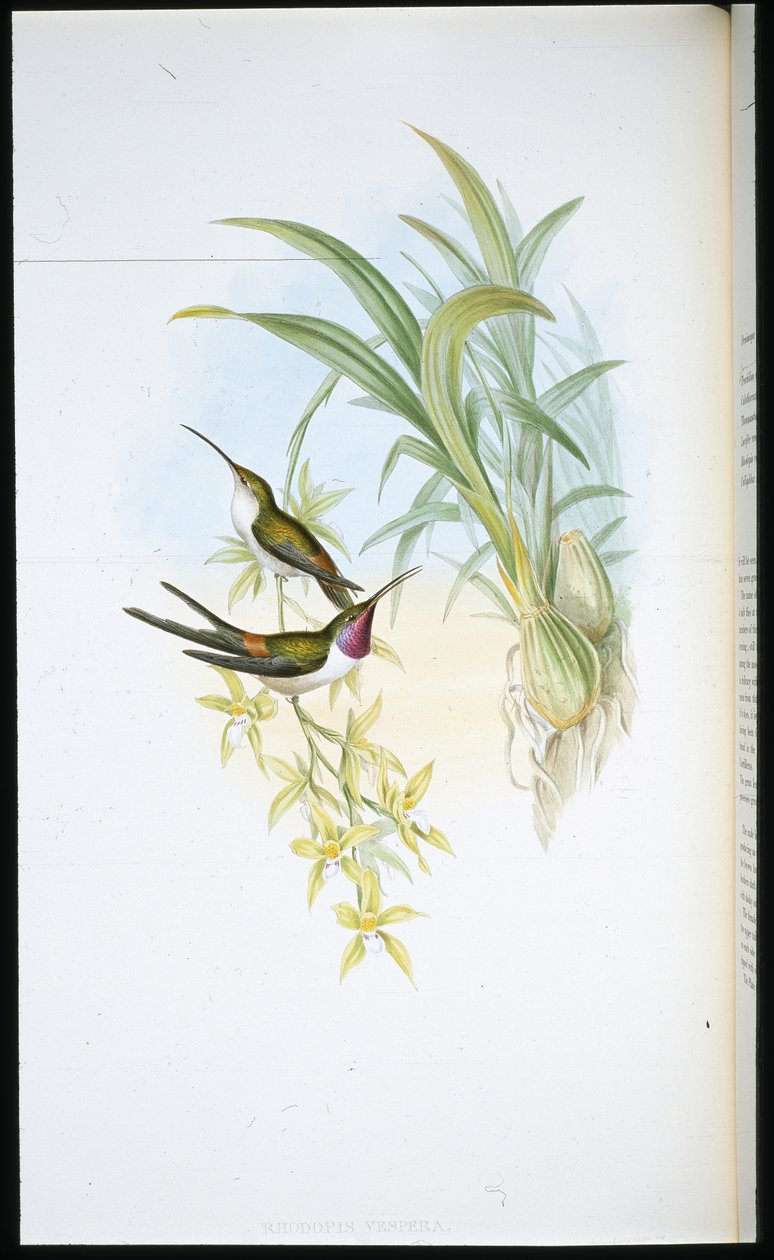 الطائر الطنان المسائي (Rhodopis Vespera) (حجر ملون يدويًا) بواسطة جون (بعد) جولد