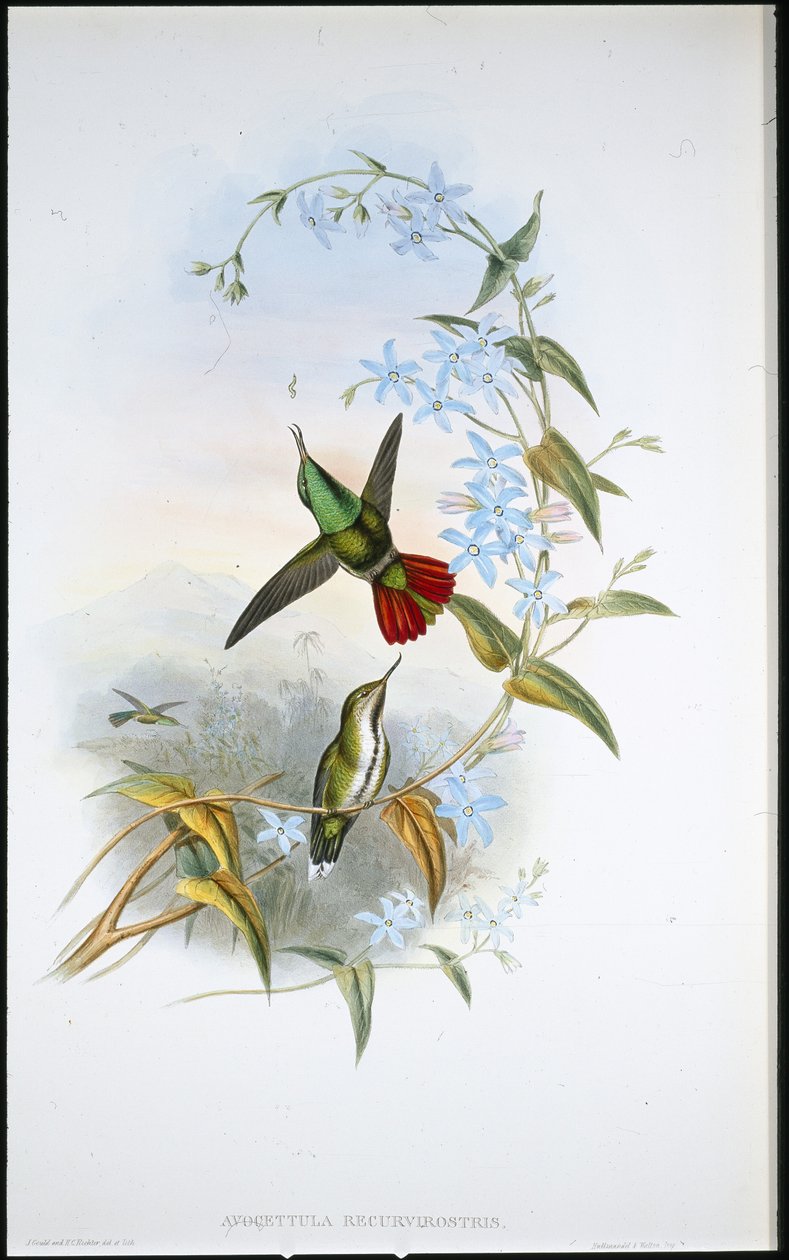 Fiery-tailed Avocet (Avocettula Recurvirostris) (hand-coloured litho) بواسطة جون (بعد) جولد