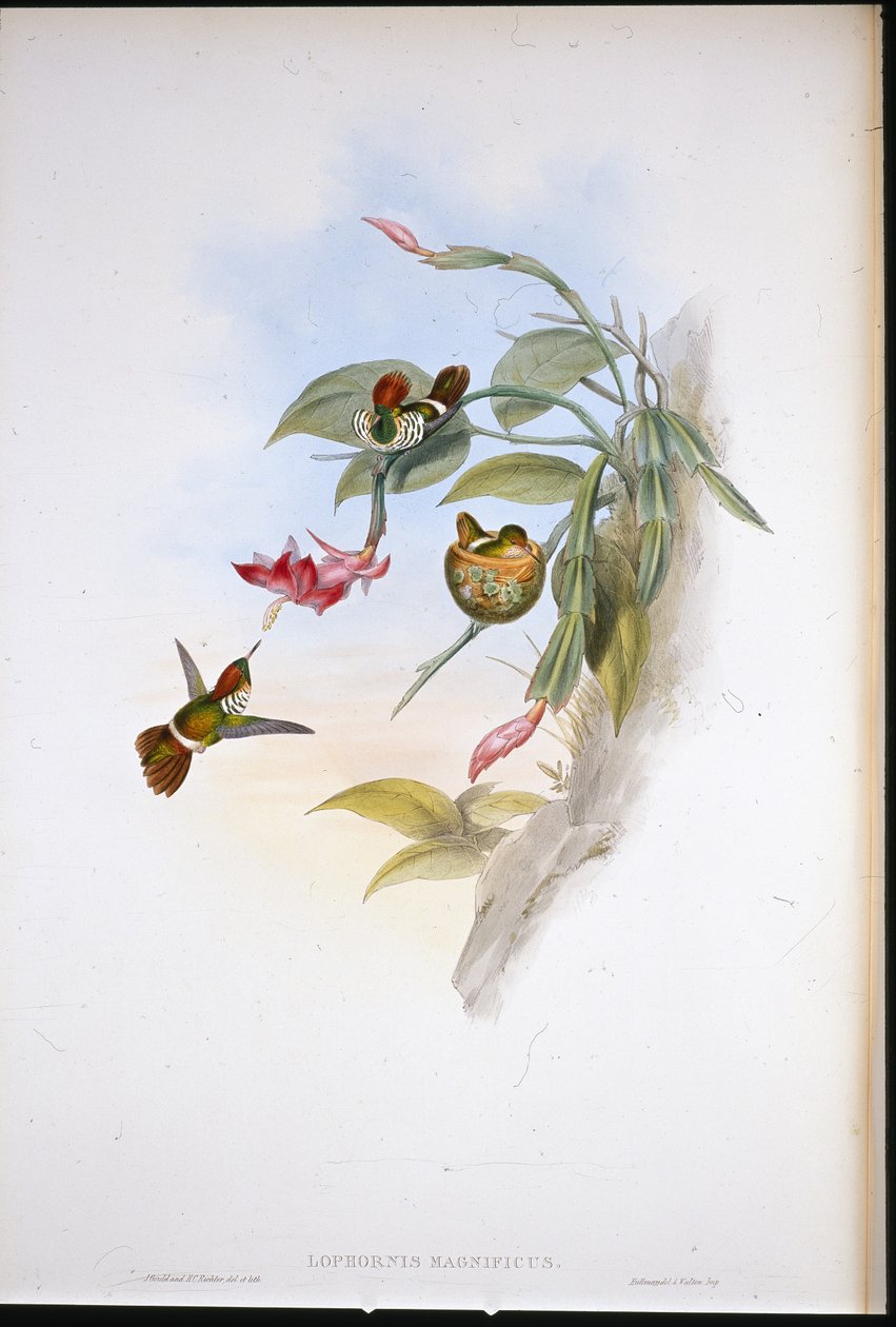 Frilled Coquette (Lophornis Magnificus) (hand-coloured litho) بواسطة جون (بعد) جولد