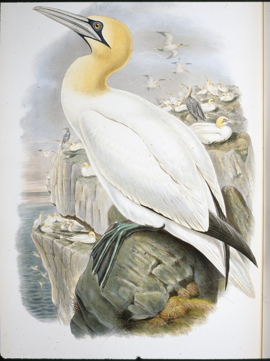 Ganet (Sula Bassana) (hand-coloured litho) بواسطة جون (بعد) جولد