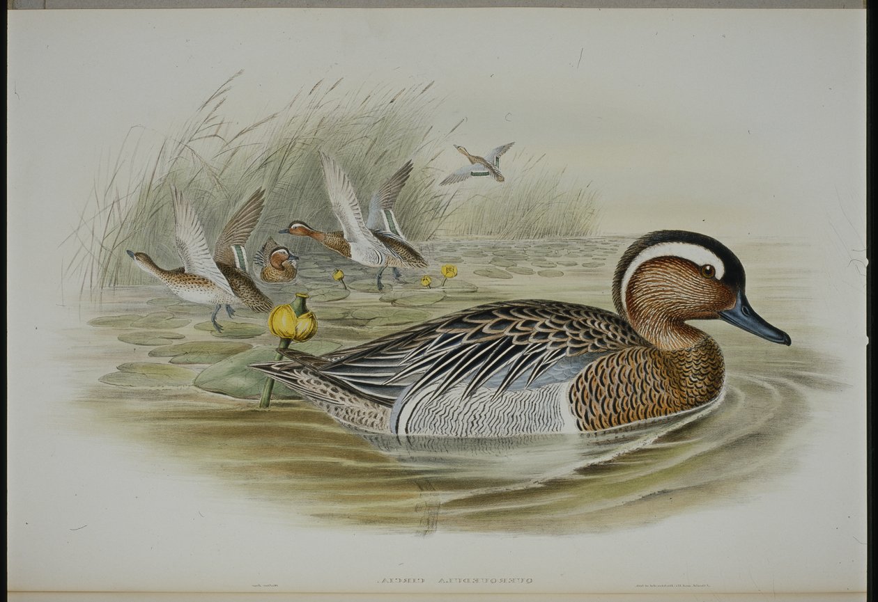 Garganey (Qeurquedula Circia) (hand-coloured litho) بواسطة جون (بعد) جولد