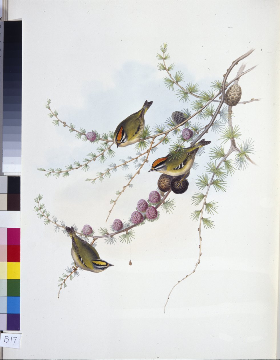 Goldcrest (Regulus Regulus) (hand-coloured litho) بواسطة جون (بعد) جولد