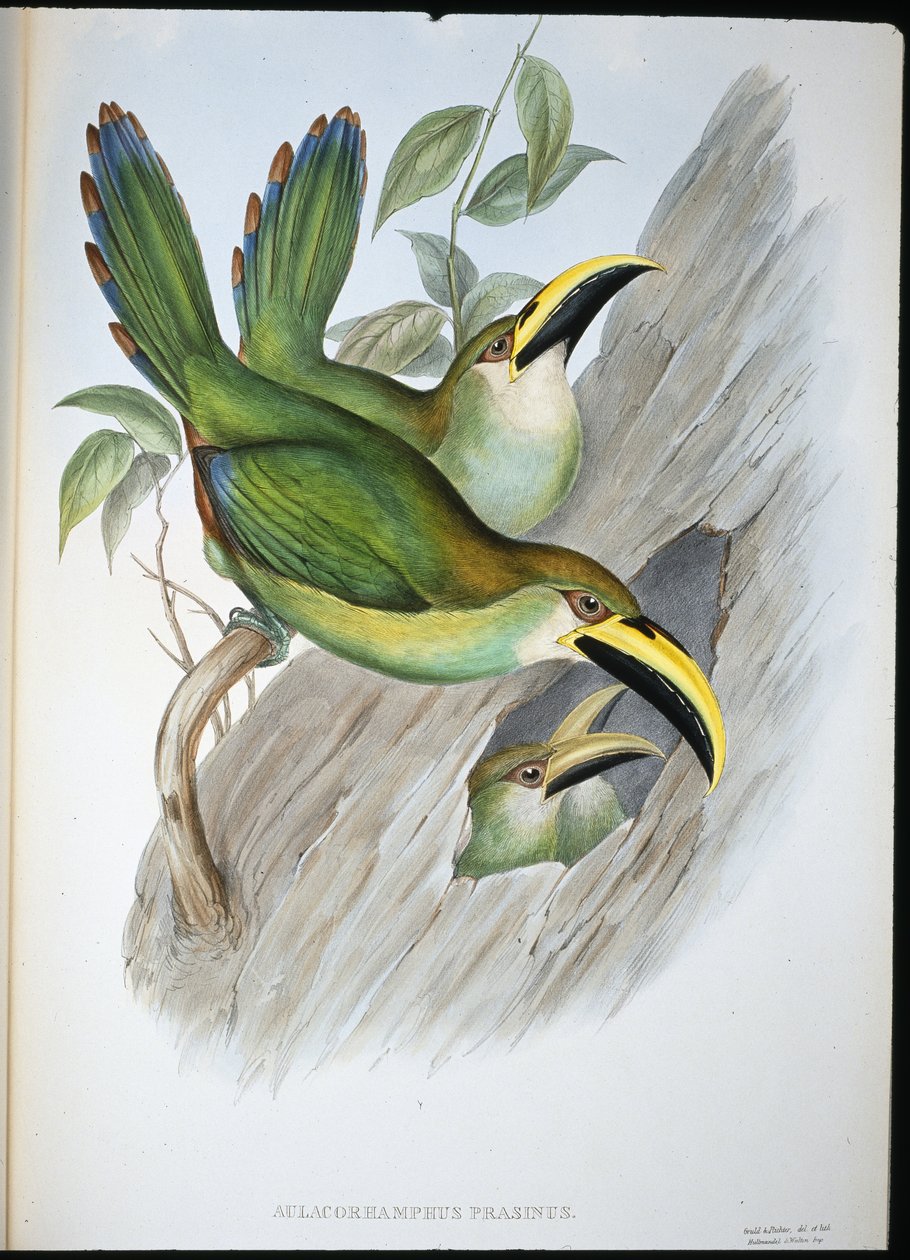 Golden-green Groovebill Toucan (Aulacoramphus Prasinus) (hand-coloured litho) بواسطة جون (بعد) جولد