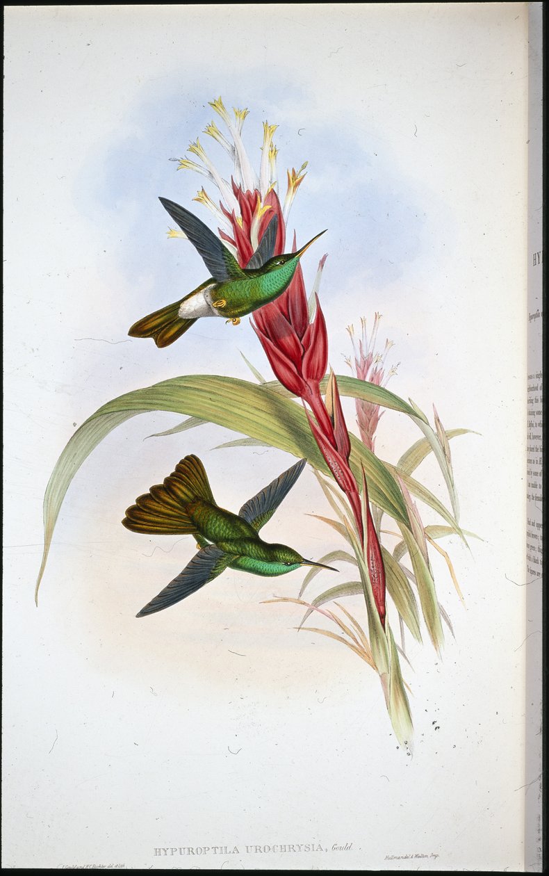 Golden-tailed Plumeleteer (Hypuroptila Urochrysia) (hand-coloured litho) بواسطة جون (بعد) جولد