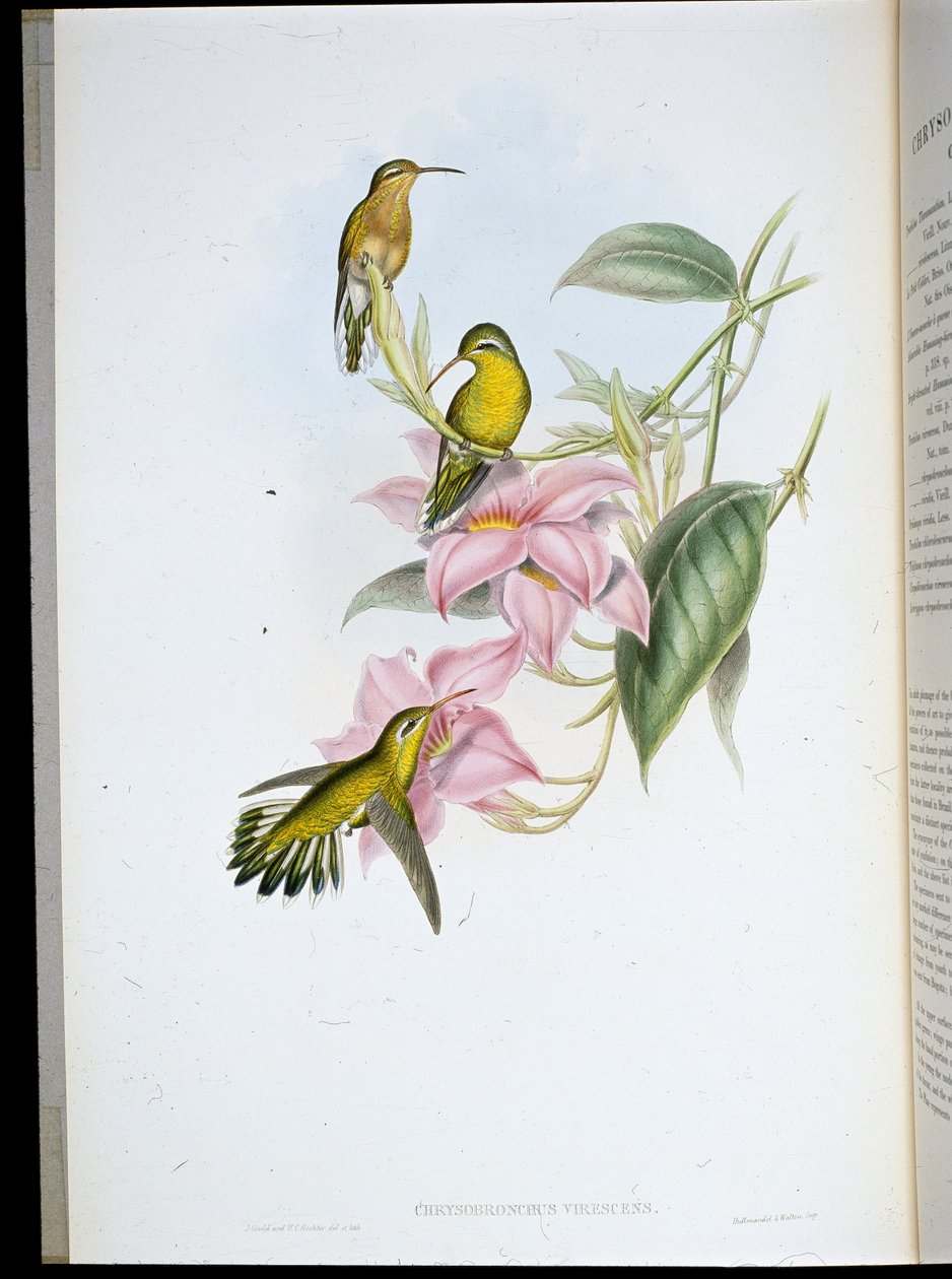 Golden-throated Humming Bird (Chrysobronchus Viriscens) (hand-coloured litho) بواسطة جون (بعد) جولد