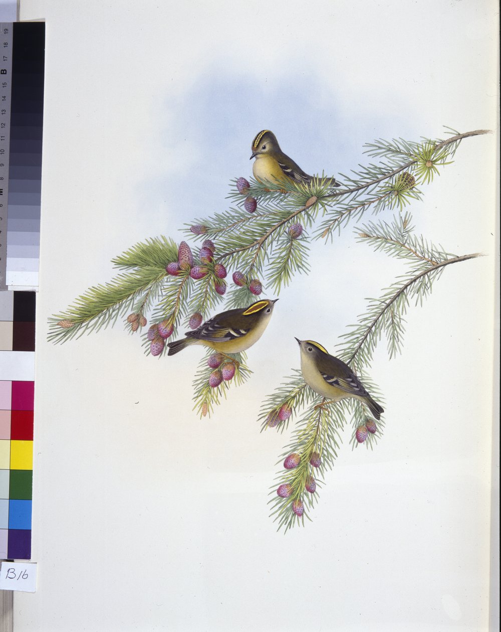 Golden Crested Wren (Regulus Cristatutus) (hand-coloured litho) بواسطة جون (بعد) جولد