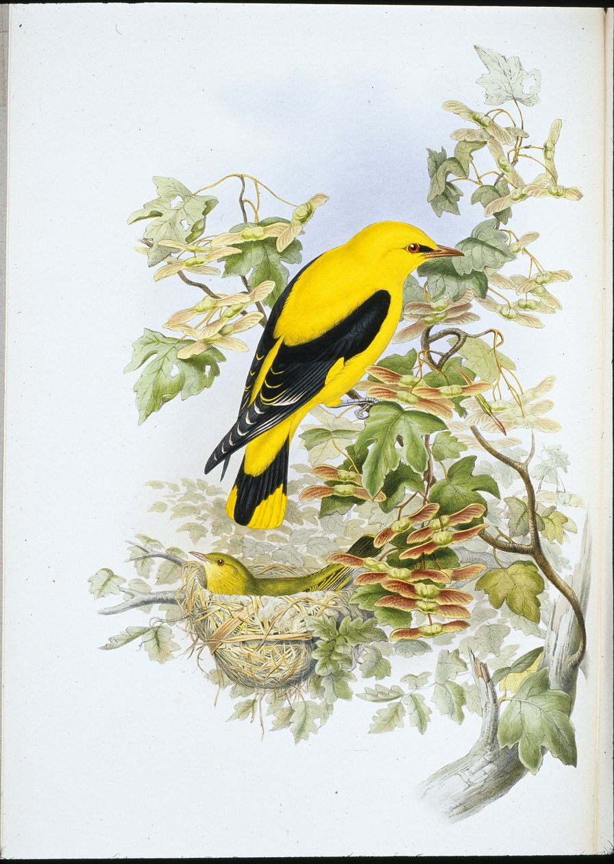 Golden Oriole (Oriolus Galbula) (hand-coloured litho) بواسطة جون (بعد) جولد