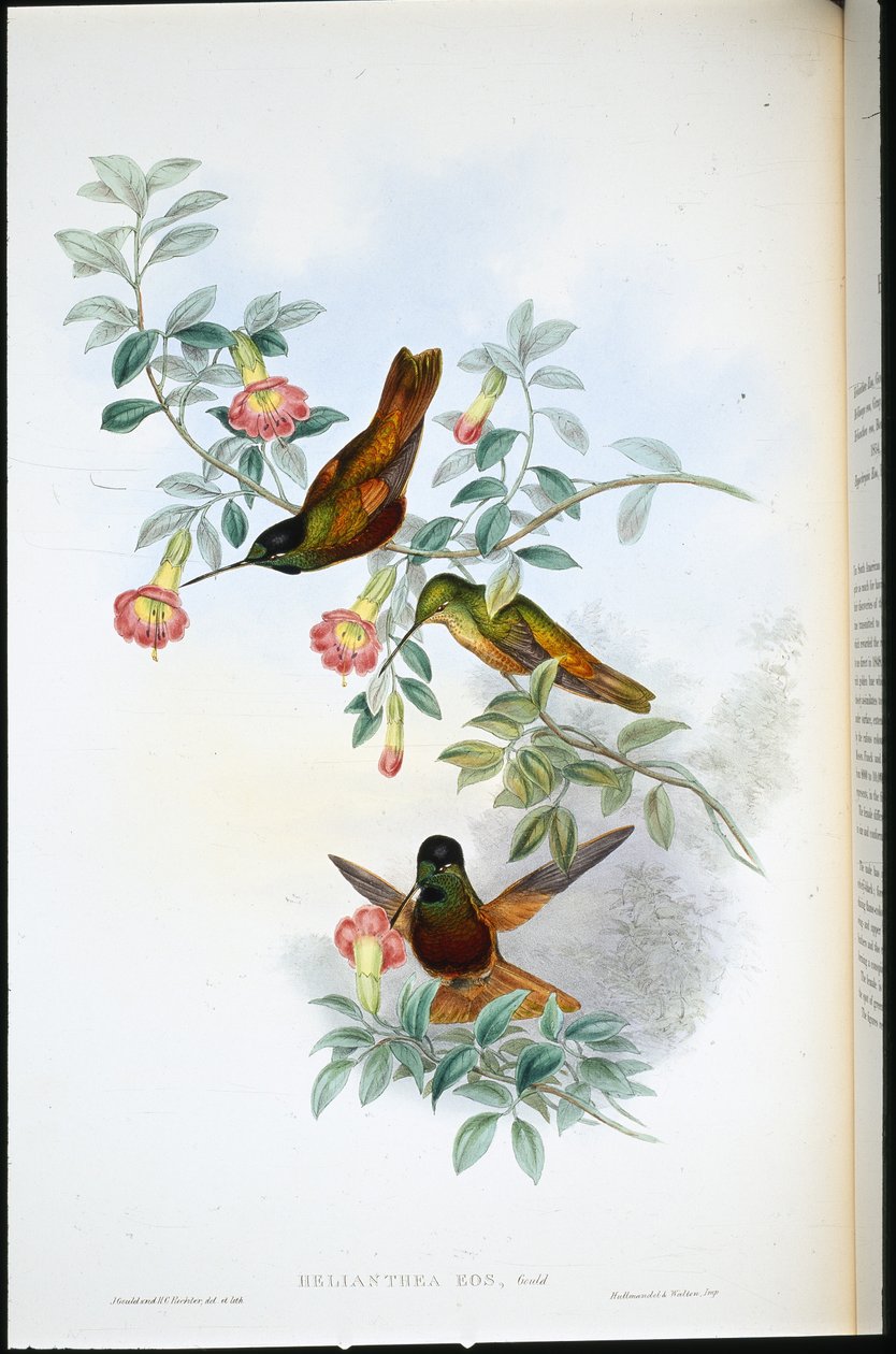 Golden star-frontlet (Helianthea Eos) (hand-coloured litho) بواسطة جون (بعد) جولد