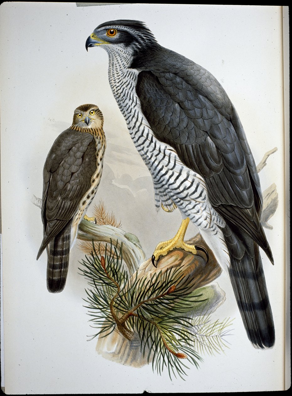 Goshawk (Astur Palumbarius) (hand-coloured litho) بواسطة جون (بعد) جولد