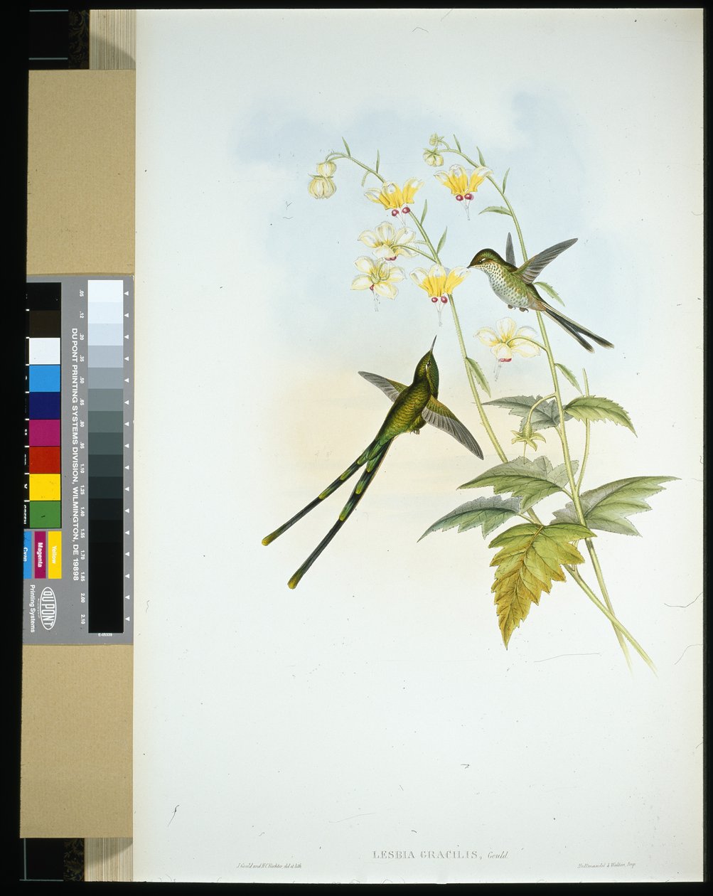 حامل القطار الرشيق (lesbia gracilis) (ليثو ملون يدويًا) بواسطة جون (بعد) جولد