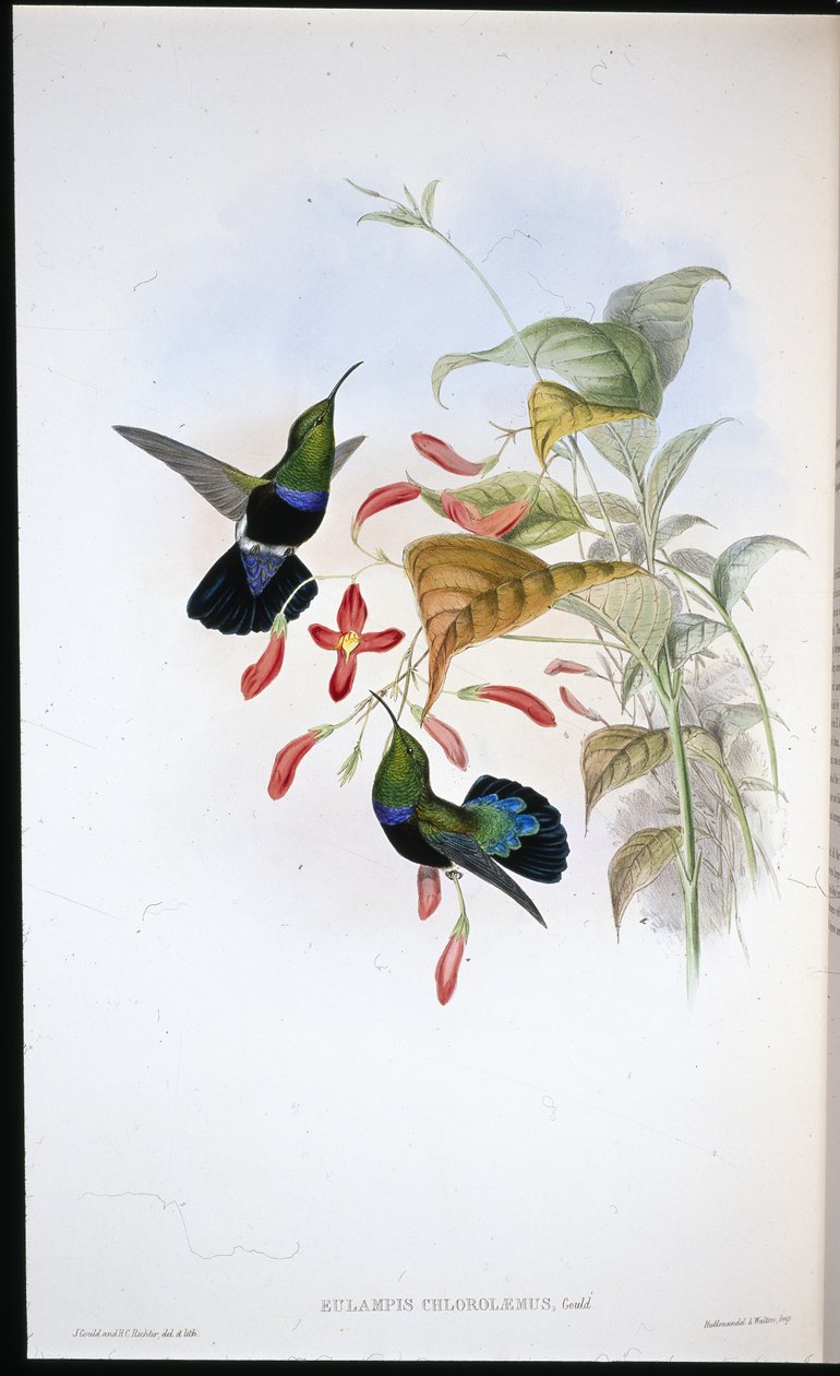 Grass-green-breasted Carib (Eulampis Chlorolaemus) (hand-coloured litho) بواسطة جون (بعد) جولد