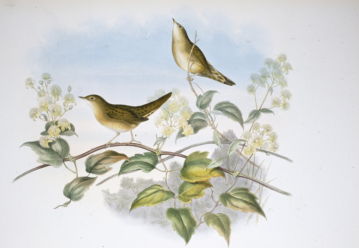 Grasshopper Warbler (Locustella Auicula) (hand-coloured litho) بواسطة جون (بعد) جولد