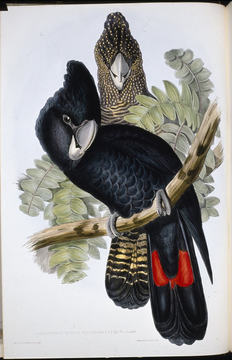 Great Billed Black Cockatoo (Calyptorhynchus Macrorhynchus) (hand-coloured litho) بواسطة جون (بعد) جولد