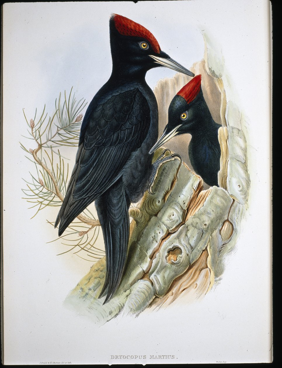 Great Black Woodpecker (Dryocopus Martius) (hand-coloured litho) بواسطة جون (بعد) جولد