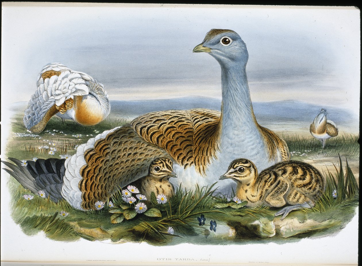 Great Bustard (Otis Tarda) (hand-coloured litho) بواسطة جون (بعد) جولد