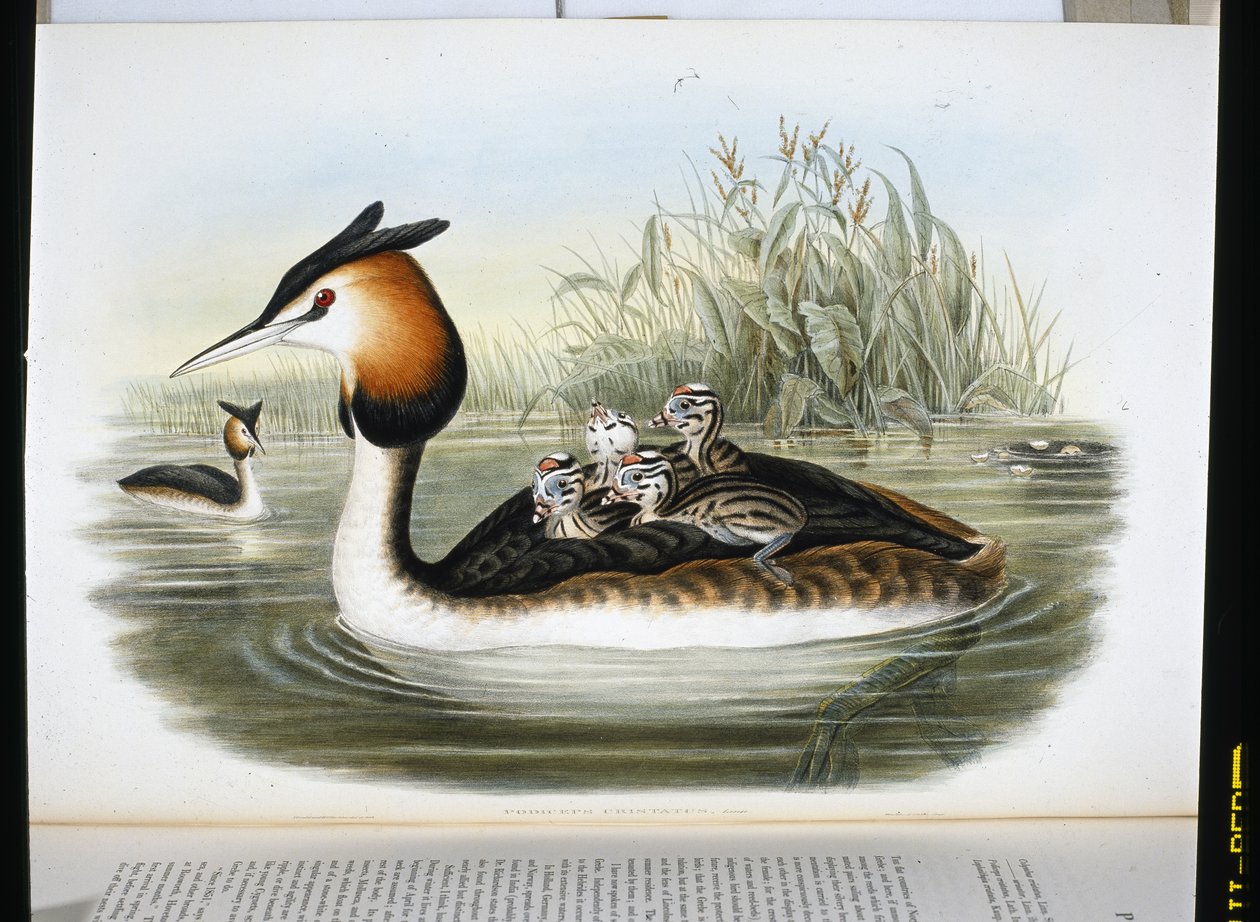 Great Crested Grebe (Podiceps Cristatus) (hand-coloured litho) بواسطة جون (بعد) جولد
