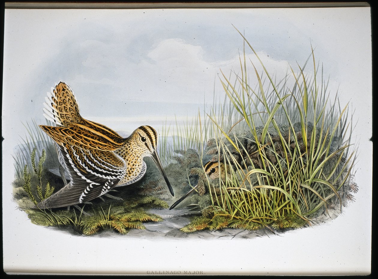 Great Snipe (Gallinaco Major) (hand-coloured litho) بواسطة جون (بعد) جولد