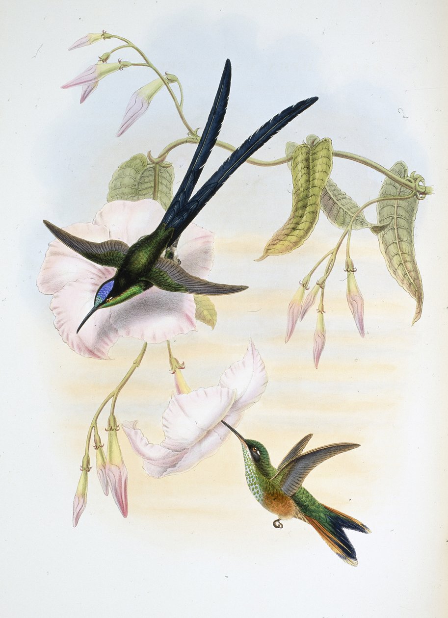 Great fork-tailed humming bird (Hylonymphia Macrocerca) (hand-coloured litho) بواسطة جون (بعد) جولد