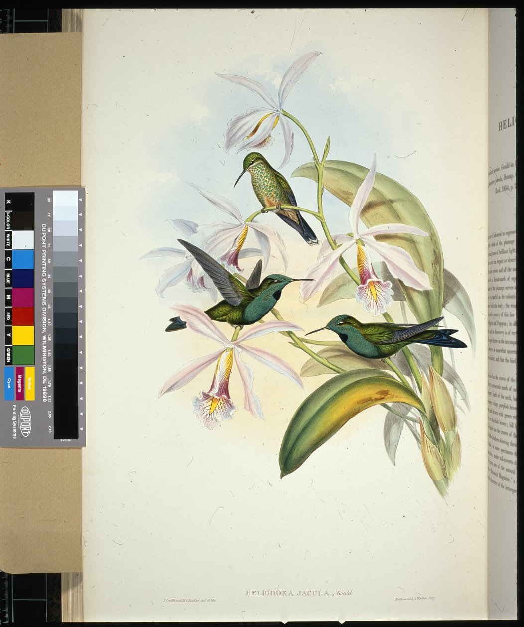 Green-crowned Brilliant (heliodoxa jacula) (hand-coloured litho) بواسطة جون (بعد) جولد
