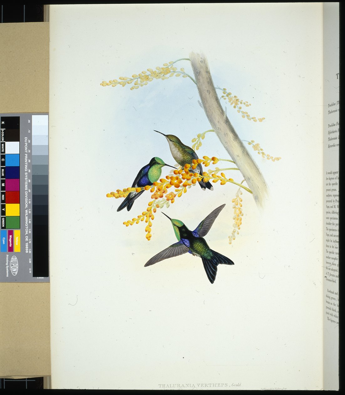 Green-crowned Panoplites (thalurania verticeps) (hand-coloured litho) بواسطة جون (بعد) جولد