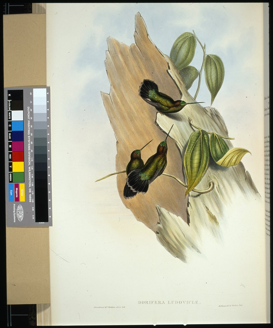 Green-fronted Lance-bill (dorifera ludoviciae) (hand-coloured litho) بواسطة جون (بعد) جولد