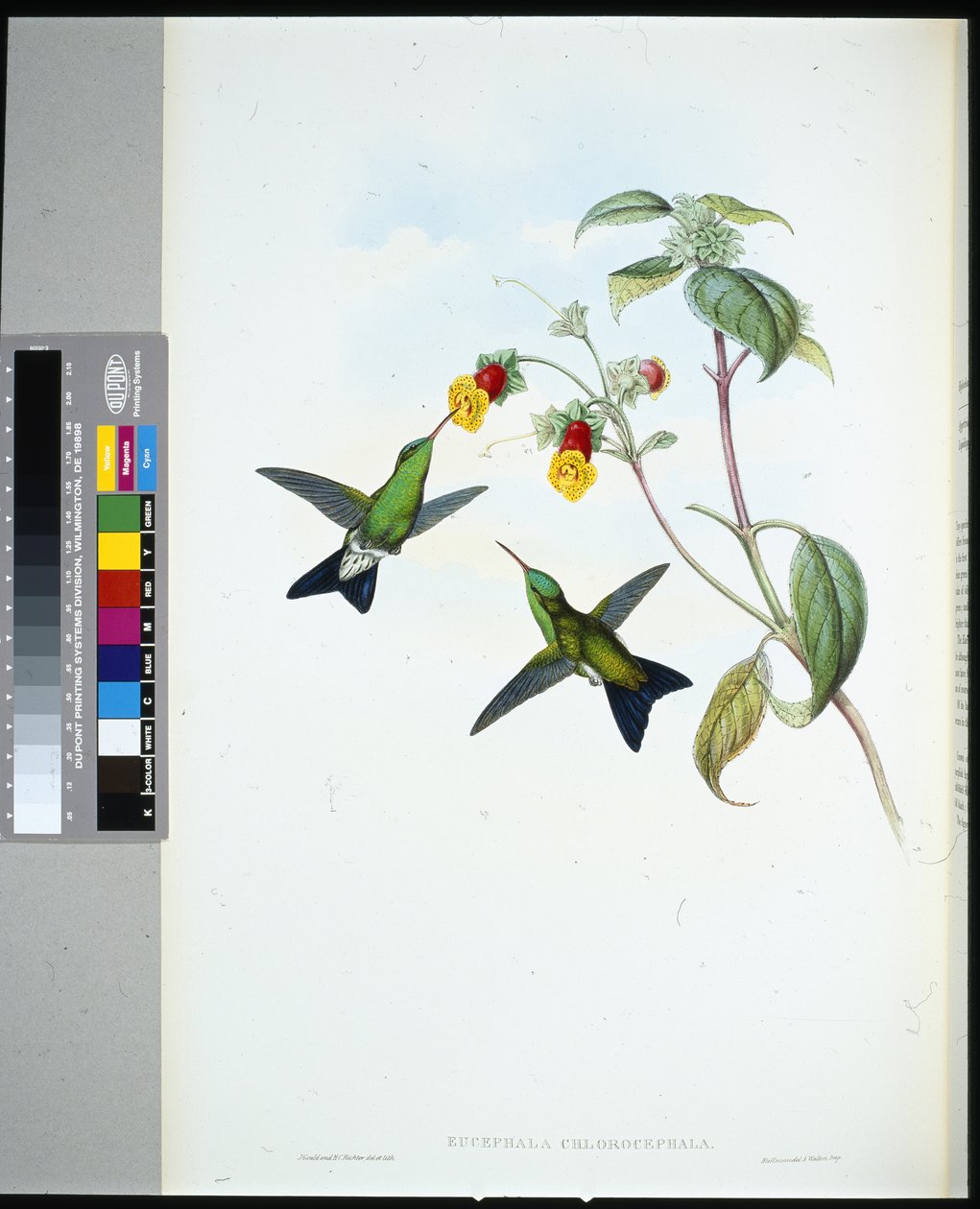 Green-headed Sapphire (eucephala chlorocephela) (hand-coloured litho) بواسطة جون (بعد) جولد
