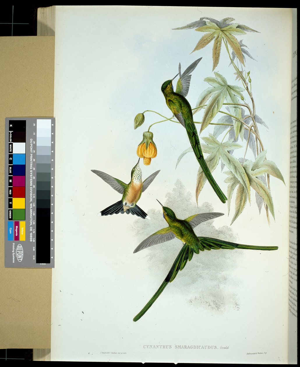 Green-tailed Sylph (cynanthus smaragdicaudus) (hand-coloured litho) بواسطة جون (بعد) جولد