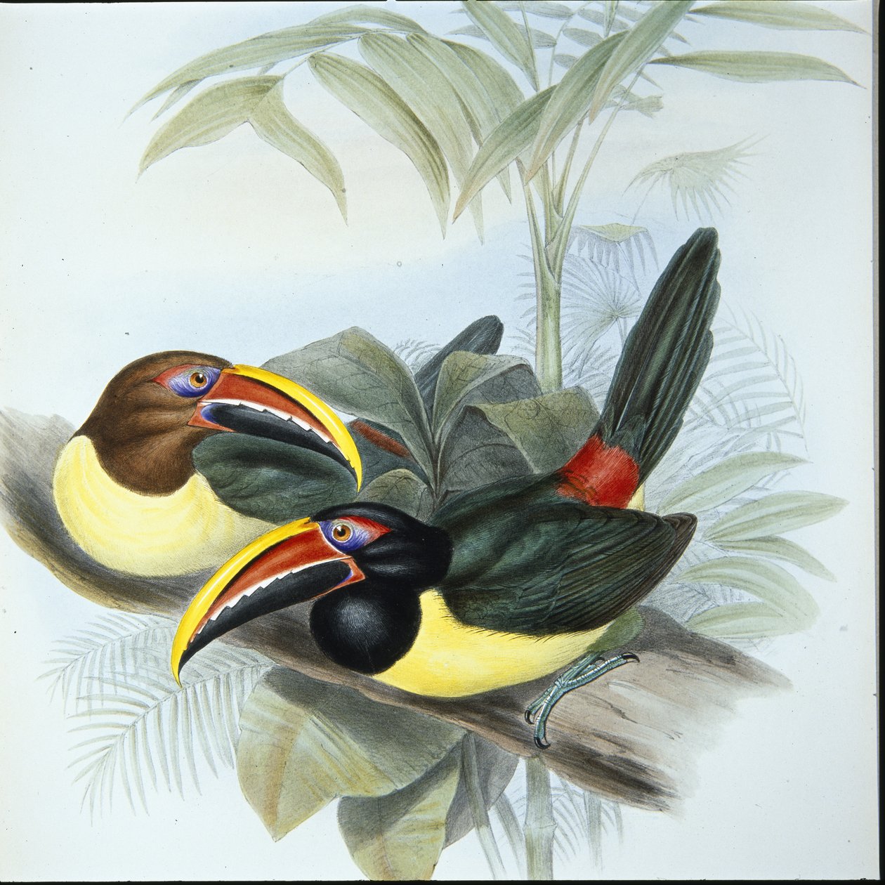 أراكاري الخضراء (Pteroglossus Viridis) (ليثو ملون يدويًا) بواسطة جون (بعد) جولد