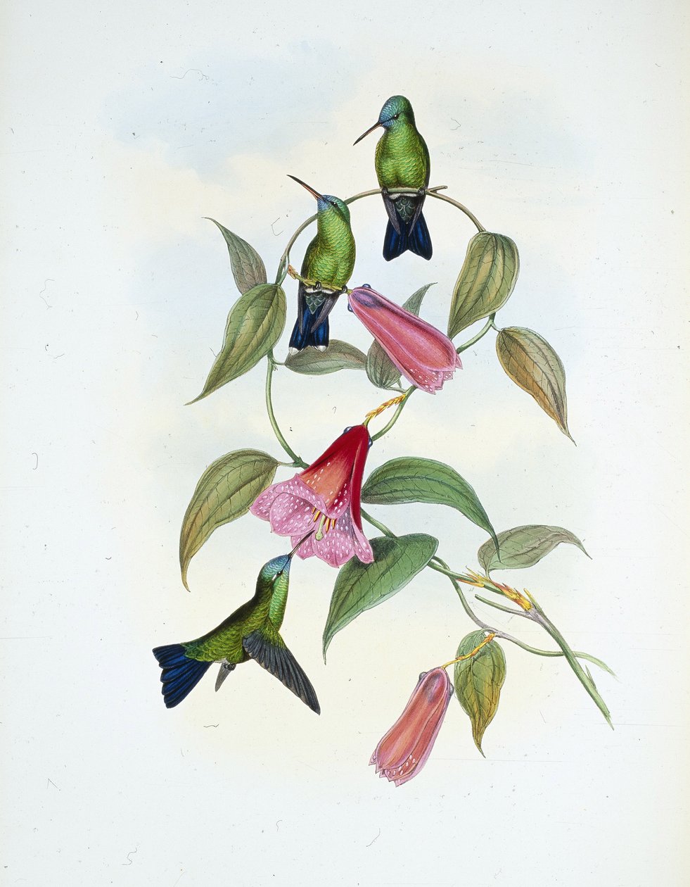 Green & Blue Sapphire (eucephala smaragdocaerulea) (hand-coloured litho) بواسطة جون (بعد) جولد