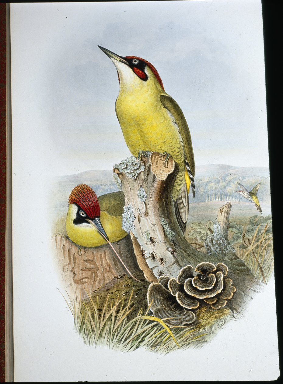 Green Woodpecker (Gecinus Viridis) (hand-coloured litho) بواسطة جون (بعد) جولد