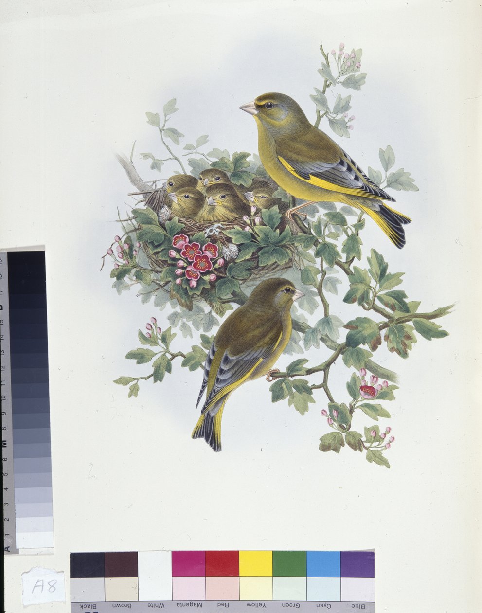 Greenfinch (Ligurinus chloris) (hand-coloured litho) بواسطة جون (بعد) جولد