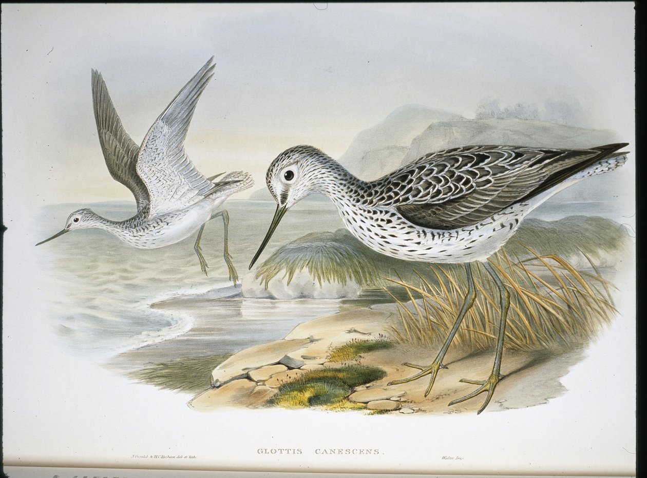 Greenshank (Glottis Canescens) (hand-coloured litho) بواسطة جون (بعد) جولد