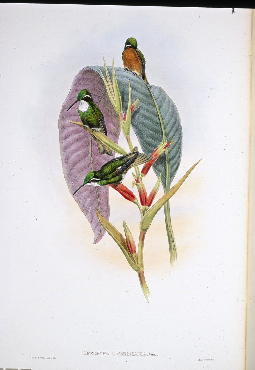Grey-tailed humming-bird (Oreopyra Cinereicauda) (hand-coloured litho) بواسطة جون (بعد) جولد