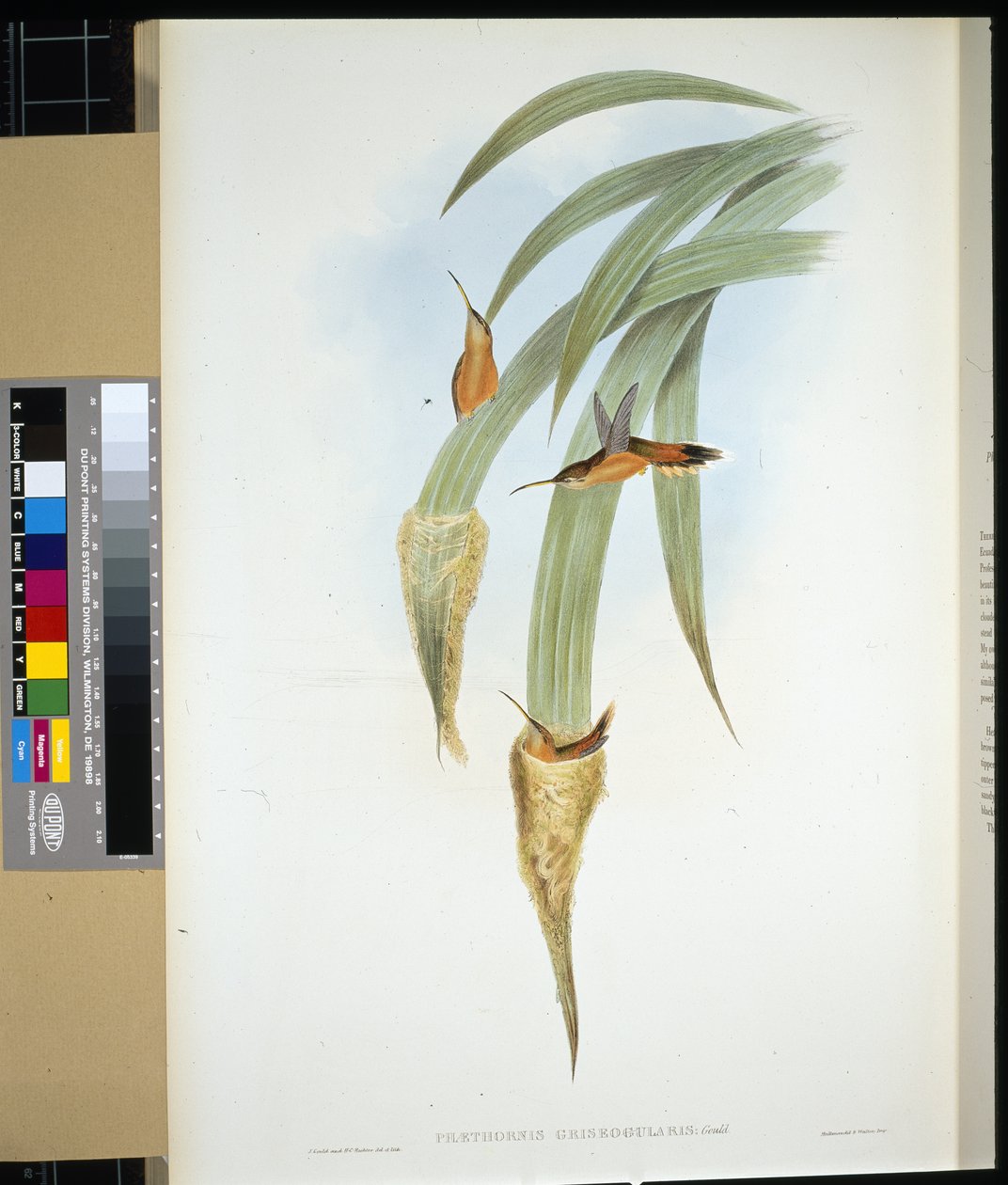 Grey-throated Hermit (phaethornis griseogularis) (hand-coloured litho) بواسطة جون (بعد) جولد
