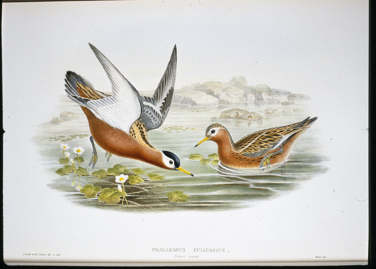 Grey Phalarope (Phalaropus Fulicarius) (hand-coloured litho) بواسطة جون (بعد) جولد