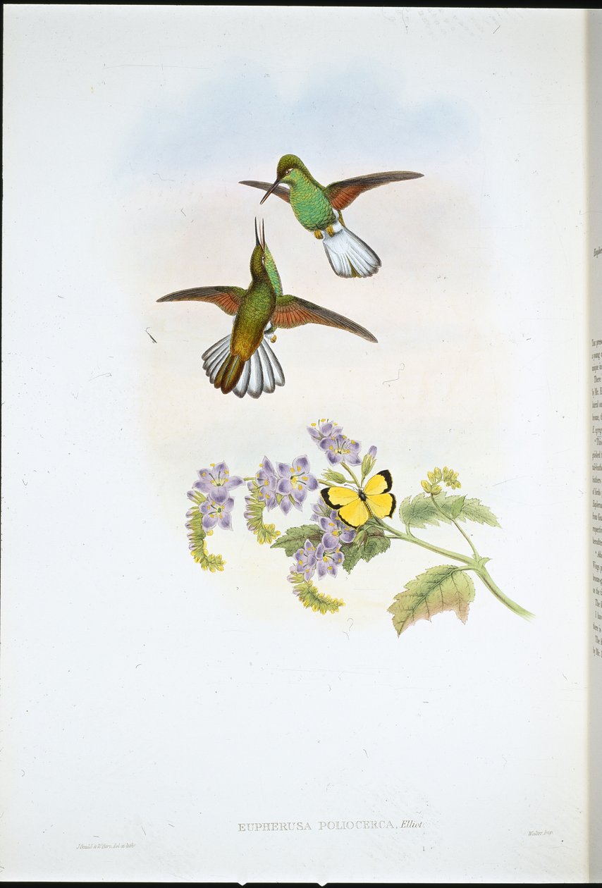 Grey Stripetail (Eupherusa Poliocerca) (hand-coloured litho) بواسطة جون (بعد) جولد